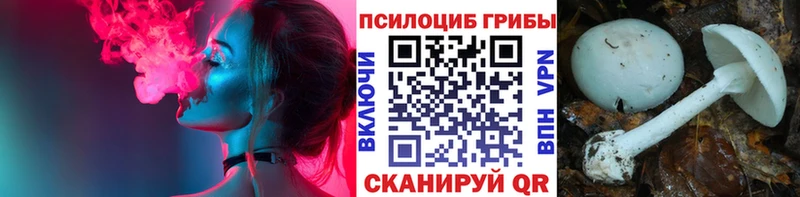 Псилоцибиновые грибы Psilocybe  Купить закладки  Ефремов 